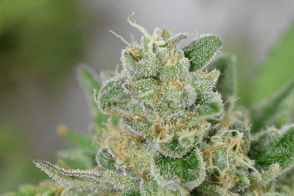 Folk Choco Loco - obrazek 3