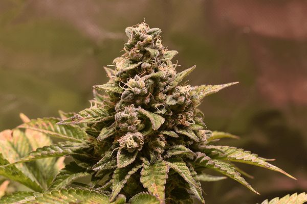 nasiona marihuany wolne konopie folk