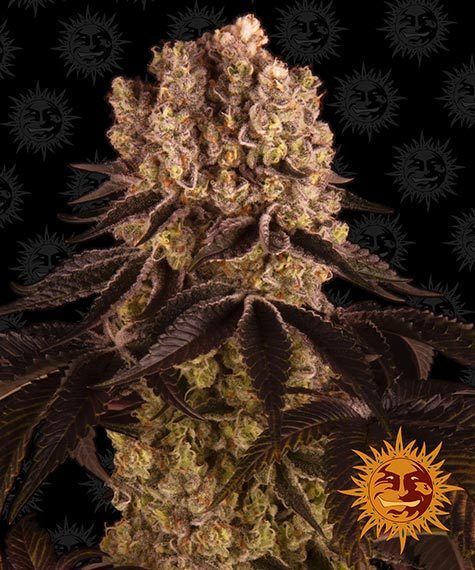 purple punch barneys farm nasiona marihuany konopi indyjskich cannabis seeds