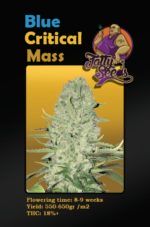 Blue Critical Mass nasiona marihuany feminizowane