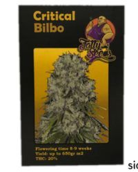 Critical Bilbo fatty seeds nasiona marihuany feminizowane