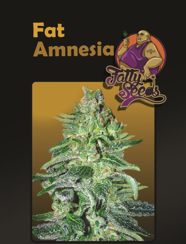 Fat Amnesia nasiona marihuany fatty seeds feminizowane