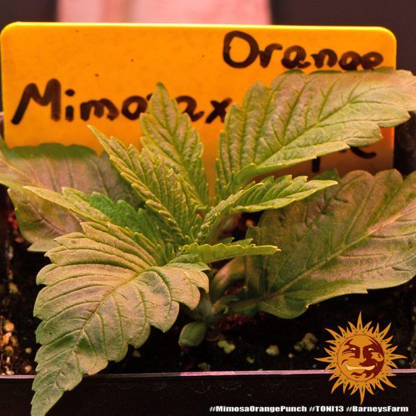 Mimosa x Orange Punch barneys farm nasiona konopi feminizowane