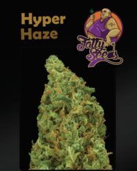 hyper haze fatty seeds nasiona marihuany feminizowane