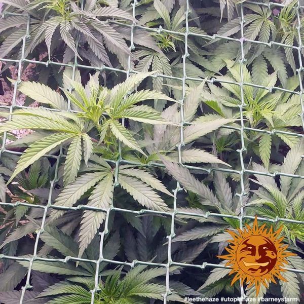 nasiona marihuany Utopia Haze Barneys Farm feminizowane