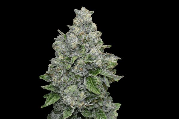 folk choco loco wolne konopie marihuana nasiona odmiana