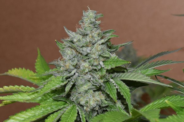 nasiona marihuany folk