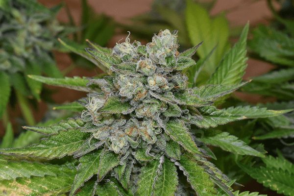 nasiona marihuany folk