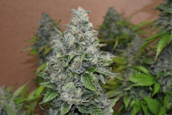 nasiona marihuany folk