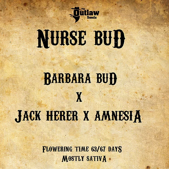 Nurse Bud the outlaw seeds nasiona konopi niefeminizowane