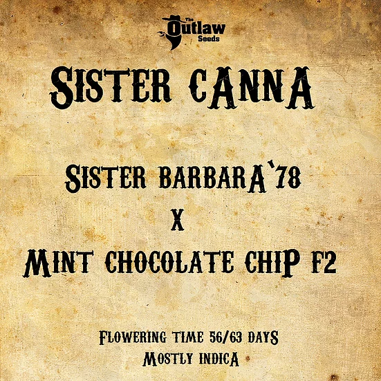 Sister Canna the outlaw seeds nasiona konopi niefeminizowane