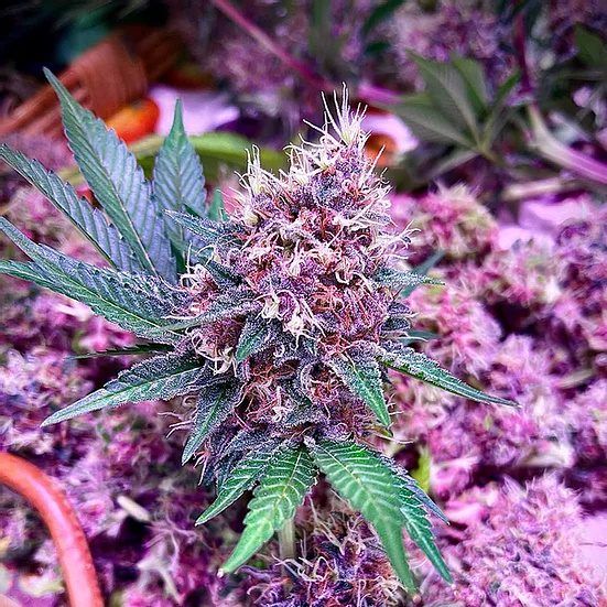 Merry Berry #6 the outlaw seeds nasiona marihuany feminizowane