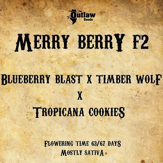 Merry Berry F2 the outlaw seeds nasiona konopi niefeminizowane