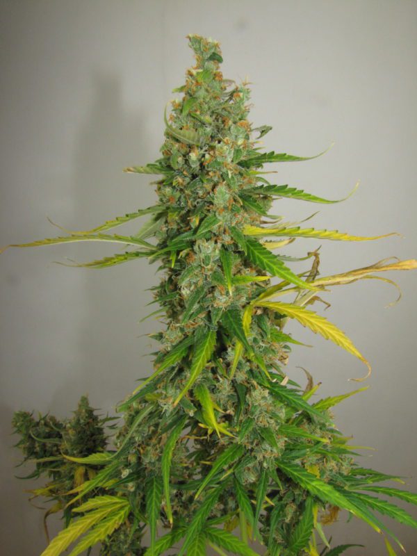 amnestia seed haze hy pro amnesia cannabis marijuana seeds feminised autoflowering