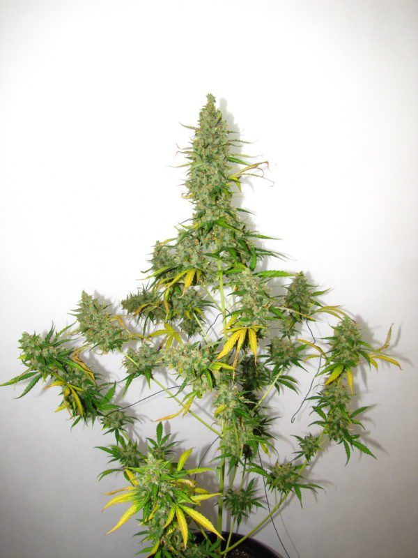 amnestia seed haze hy pro amnesia cannabis marijuana seeds feminised autoflowering