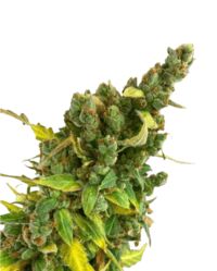 amnestia auto foxtail wolne kononopie nasiona marihuany cannabis seeds
