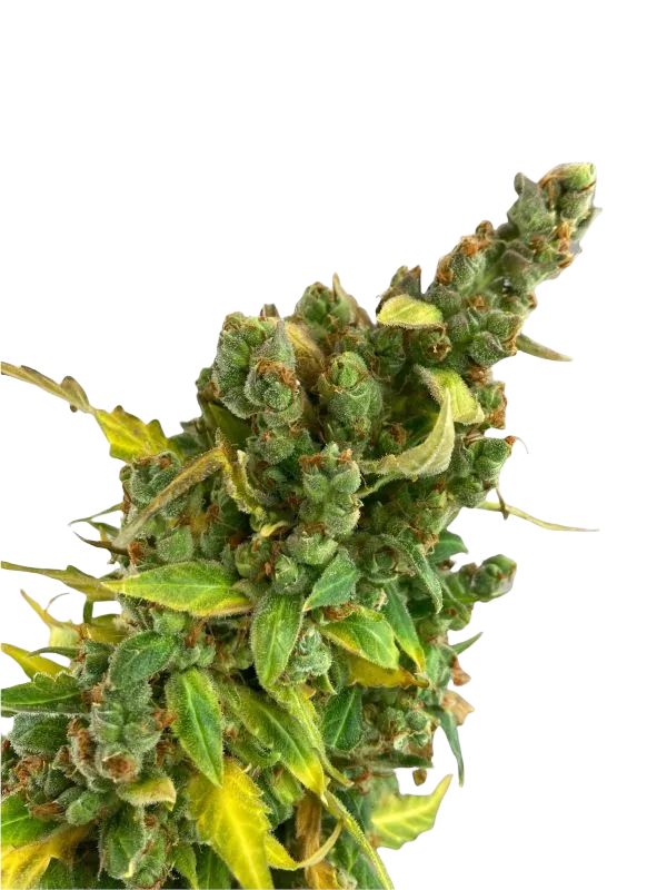 amnestia auto foxtail wolne kononopie nasiona marihuany cannabis seeds