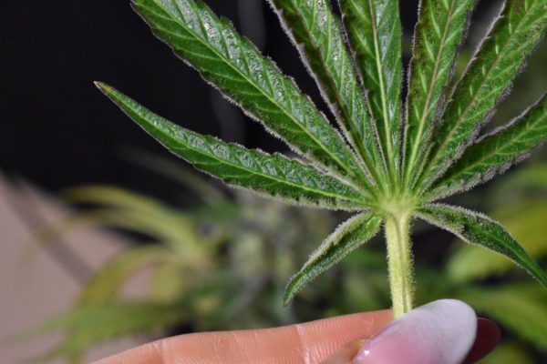leaf kins banner blueberry kush breedbros cannabis seeds feminized