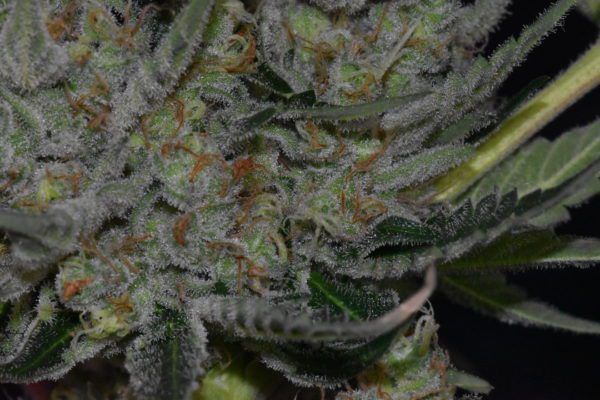 kings banner blueberry kush breedbros cannabis seeds marijuana