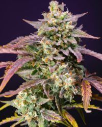 Purple Punch OG XL Auto Sweet Seeds nasiona marihuany feminizowane