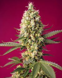 Skywalker OG Runtz XL Auto Sweet Seeds nasiona marihuany feminizowane