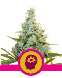 amg-amnesia-mac-ganja royal queen seeds nasiona marihuany feminizowane