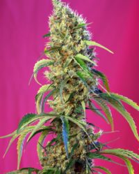 black-jack-cbd sweet seeds nasiona marihuany feminizowane