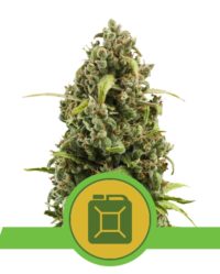 diesel-automatic royal queen seeds nasiona marihuany feminizowane