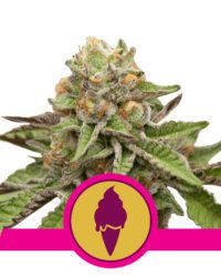 green-gelato royal queen seeds nasiona marihuany feminizowane