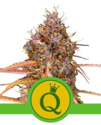 purple-queen-automatic royal queen seeds nasiona marihuany feminizowane