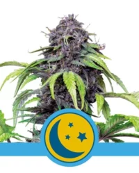 purplematic-cbd royal queen seeds nasiona marihuany feminizowane