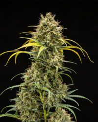 triple-g-automatic royal quens seeds nasiona marihuany feminizowane