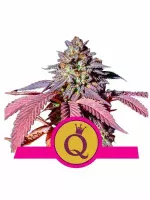 Purple-Queen-Royal-Queen-Seeds nasiona konopi feminizowane