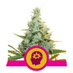 amg-amnesia-mac-ganja royal queen seeds nasiona marihuany feminizowane