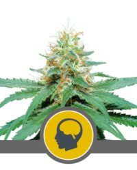 amnesia-haze-regular nasiona marihuany royal queen seeds niefeminizowane