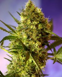 big-devil-2-auto sweet seeds nasiona marihuany feminizowane