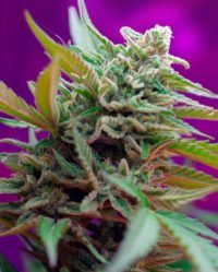 black-jack-auto sweet seeds nasiona marihuany feminizowane