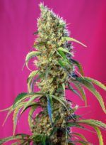 black-jack-cbd sweet seeds nasiona marihuany feminizowane