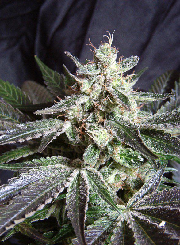 black-jack-f1-fast-version swwe seeds nasiona marihuany feminizowane
