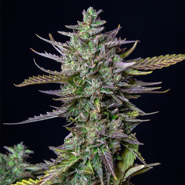 blue-cheese-automatic royal queen seeds nasiona marihuany feminizowane
