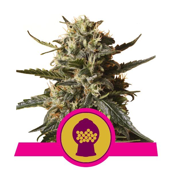 bubblegum-xl royal queen seeds nasiona marihuany feminizowane