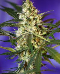 fast-bud-2-auto sweet seeds nasiona marihuany feminizowane
