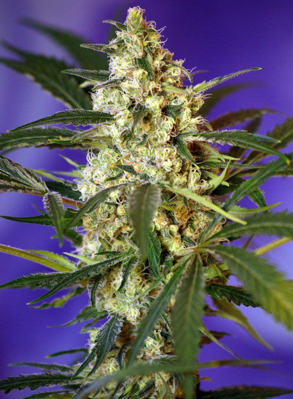 fast-bud-2-auto sweet seeds nasiona marihuany feminizowane