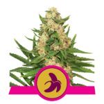 fat-banana royal queen seeds nasiona marihuany feminizowane