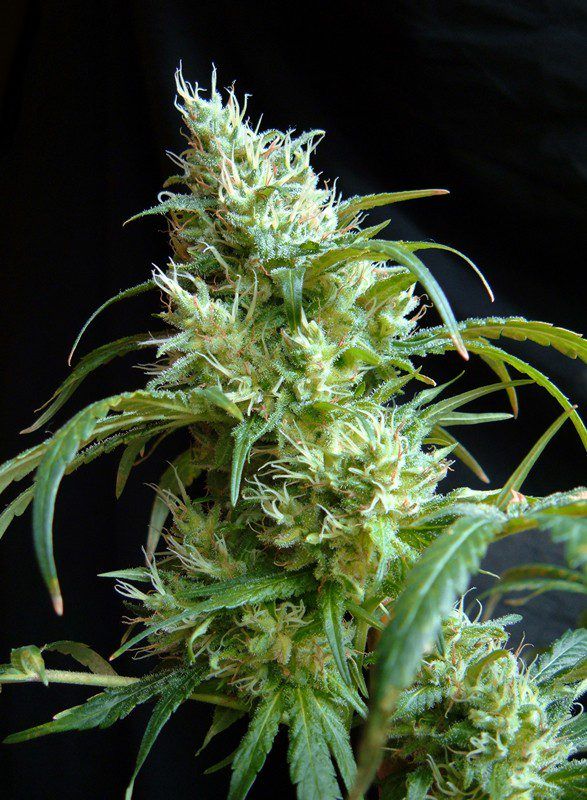 flash-back-2 sweet seeds nasiona marihuany feminizowane