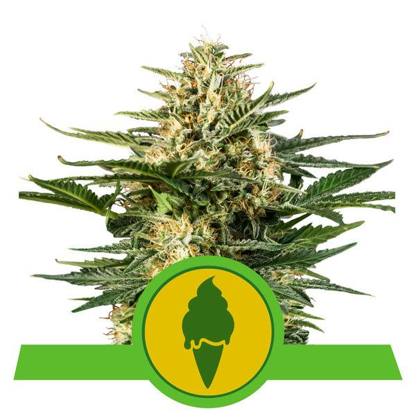 green-gelato-automatic royal queen seeds nasiona marihuany feminizowane