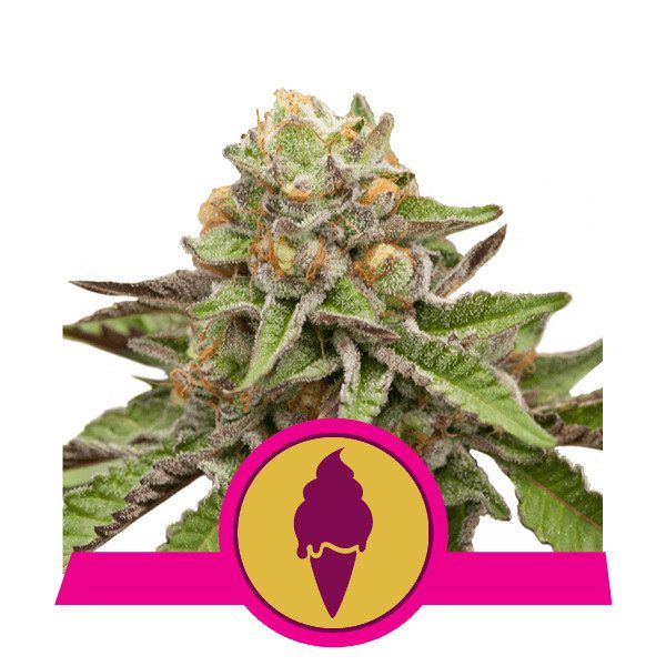 green-gelato royal queen seeds nasiona marihuany feminizowane