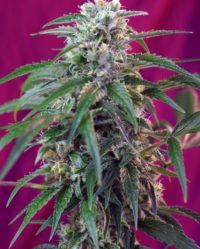 green-poison-auto sweet seeds nasiona marihuany feminizowane