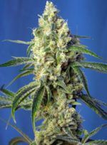 green-poison-cbd sweet seeds nasiona marihuany
