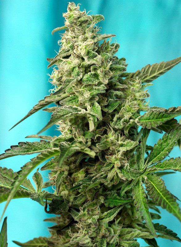 green-poison-f1-fast-version sweet seeds nasiona marihuany feminizowane